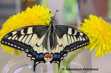 Vlinderpoppenkast