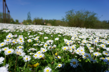 Madeliefjeswandeling
