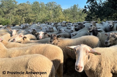 Schaapscheerfeest