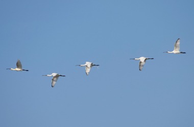 Internationale vogeltrekdagen