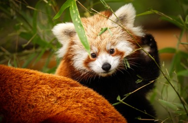 ZOO Planckendael