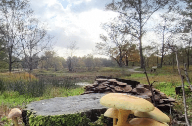 Paddenstoelen op de Kesselse Heide