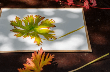 Botanische tekening van een blad in Arboretum Kalmthout