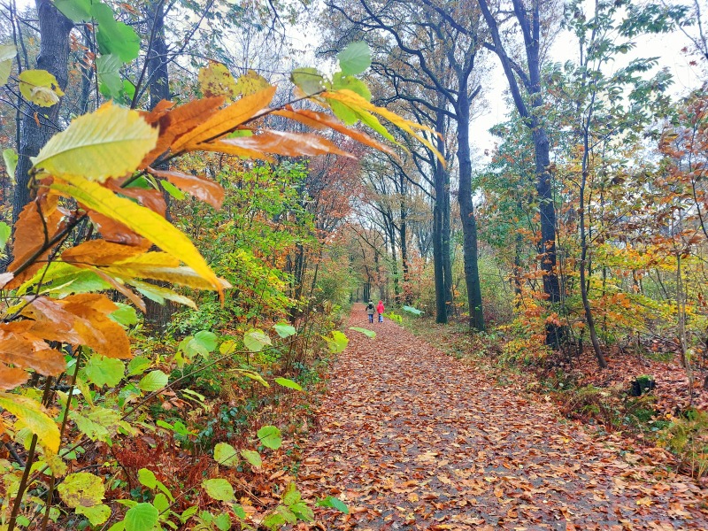 Herfstkleuren in het Leen