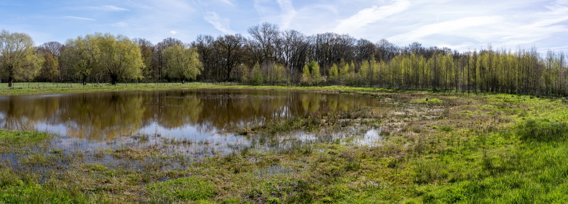 vijver