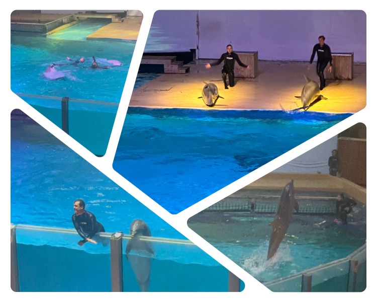 Dolfinarium Boudewijn Seapark
