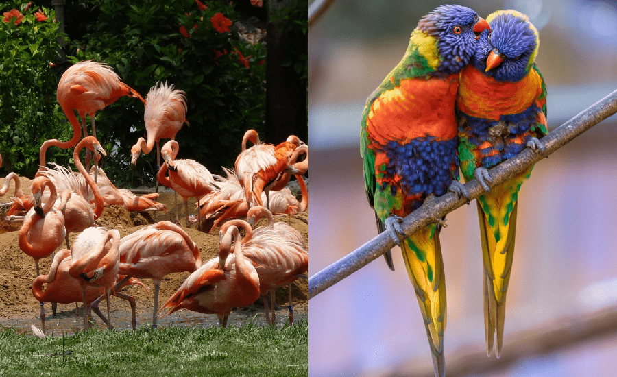 Vogels ZOO