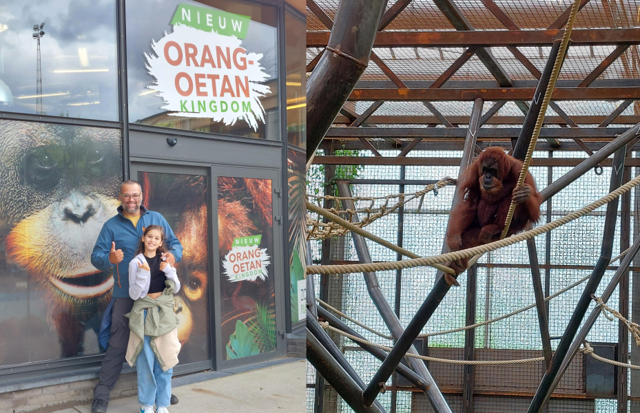 Orang Oetan Kingdom