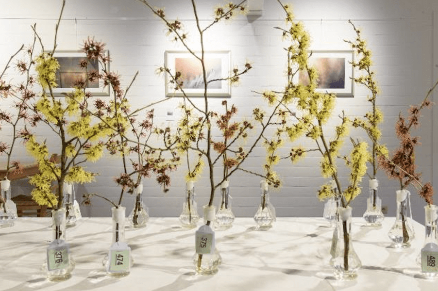 Hamamelis kalmthout