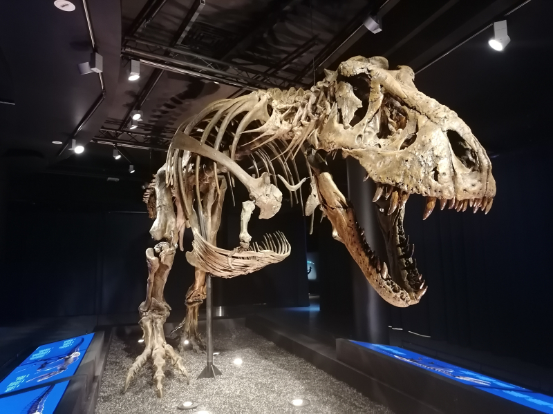 T-Rex - Museum voor Natuurwetenschappen