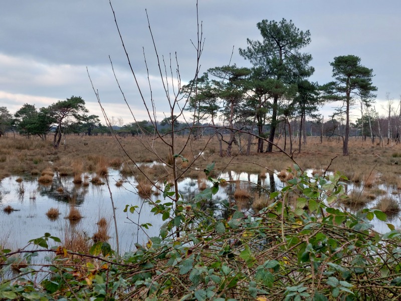 Het prachtige vennengebied rond Turnhout