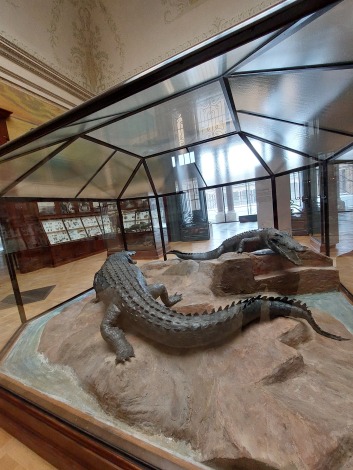 De krokodillenzaal in het AfricaMuseum