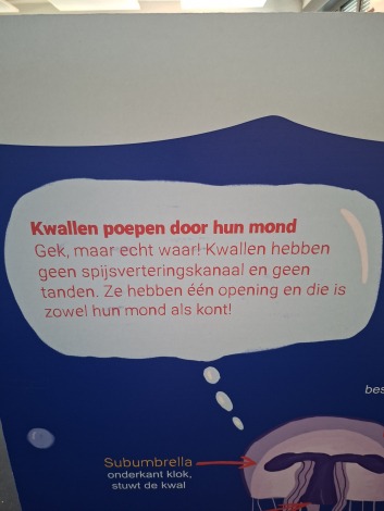 Een voorbeeld van de weetjes over kwallen in het Duinenhuis