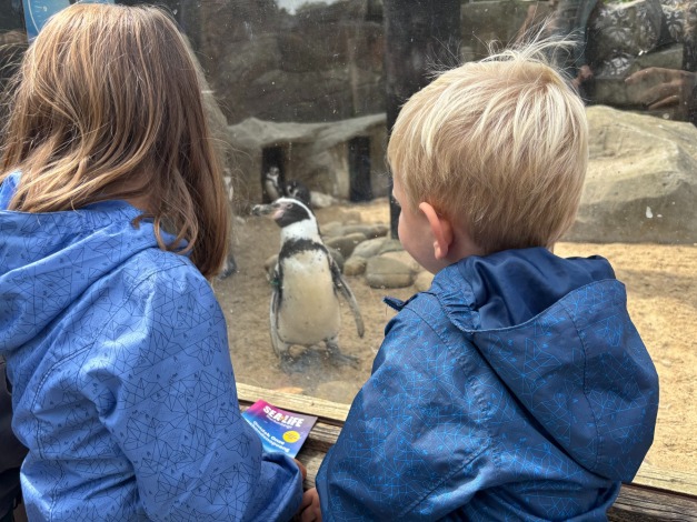 Kijken naar de pinguïns is minstens even leuk