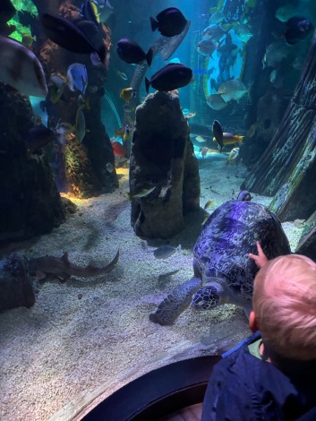 Verwonderd kijken naar de zeeschildpad