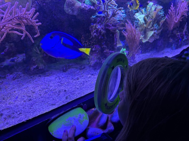 Daar is Dory!