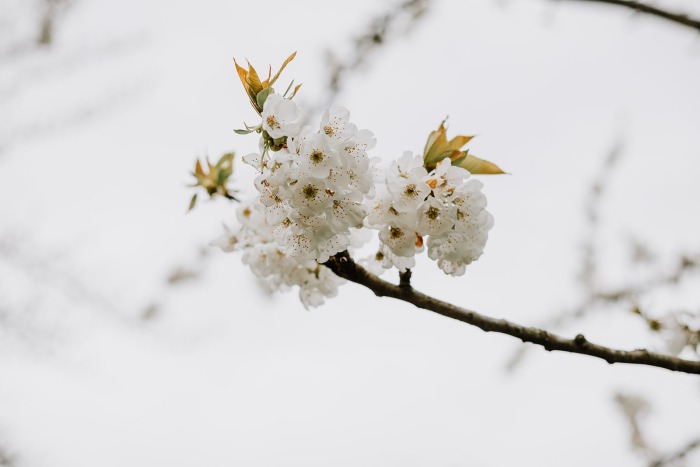 Fruitvallei