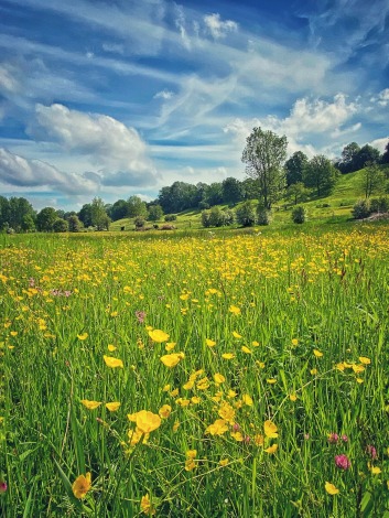 Wandelen in het mooie Overbroek, Sint-Truiden