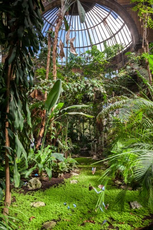 Vlinders zoo antwerpen