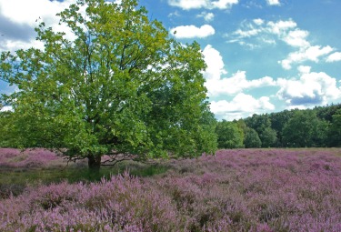 Provinciaal groendomein Kesselse Heide
