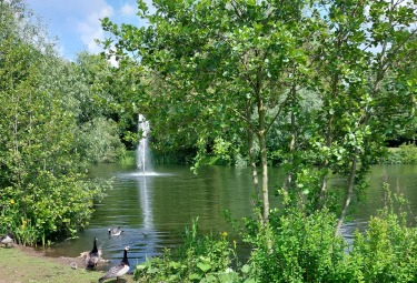 Ganzen bij de vijvers in de Brielmeersen