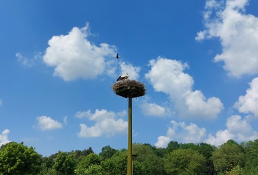 Een ooievaarsnest in de Brielmeersen