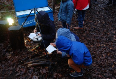 zoektocht in insectopia