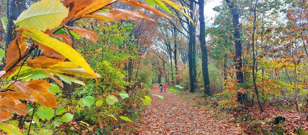 Herfstkleuren in het Leen