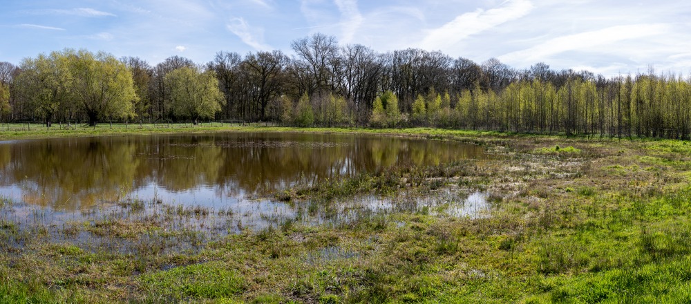 vijver
