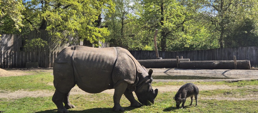neushoorn