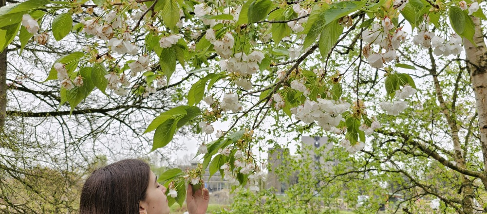Bloesempracht in de Japanse Tuin