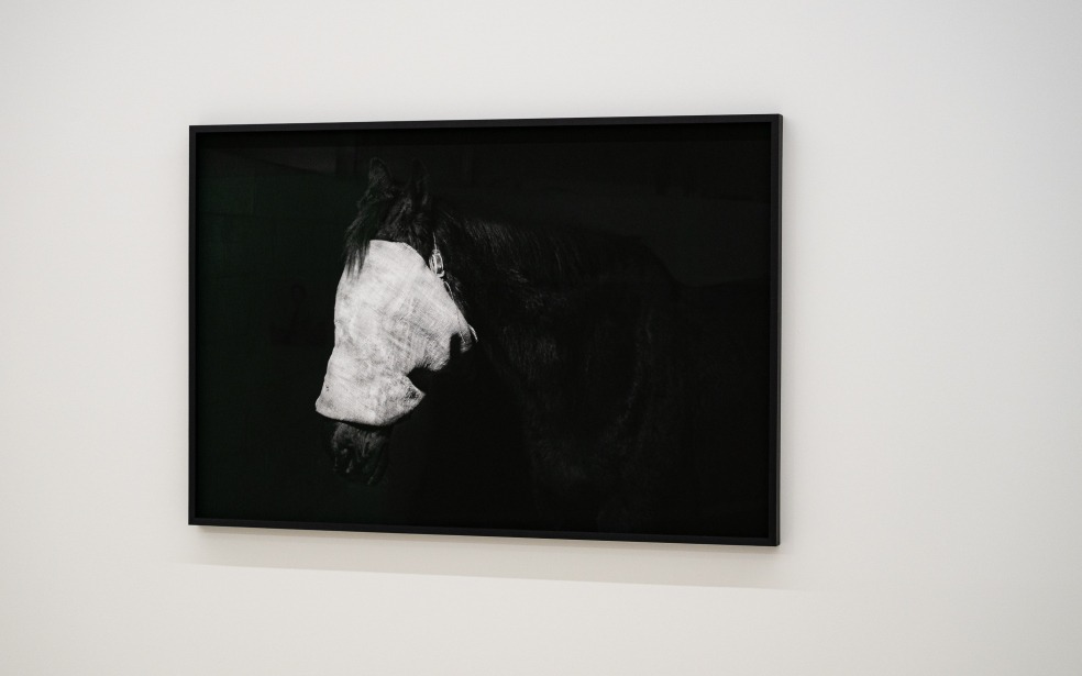 Horse - Tom Callemin