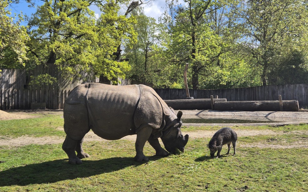 neushoorn