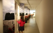 Flanders Field