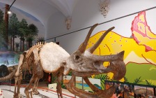 triceratops