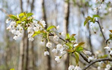 Bloesems
