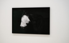 Horse - Tom Callemin