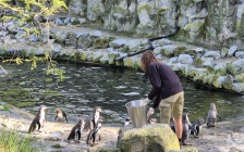 pinguins