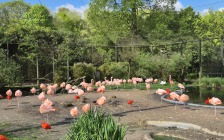 flamingo's